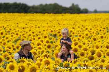 Sunflower crop earliest for more than a decade following heatwave - Harrow Times