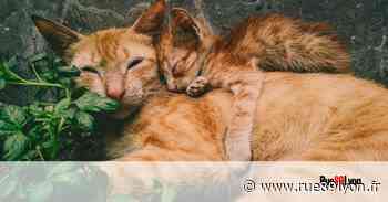 Doit-on nourrir les chats errants à Lyon et ses environs ? - Rue89Lyon
