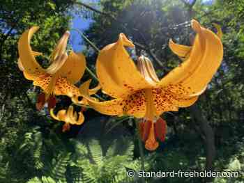 RRCA app assists identification; SNC friends returning to the greens - Cornwall Standard-Freeholder