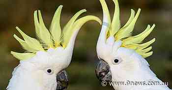 Cheeky cockatoos are terrorising a Sydney neighbourhood - 9News