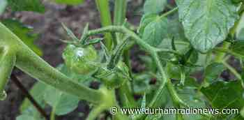“Usage is high”: local food bank growing healthy produce with Clarington church - durhamradionews.com