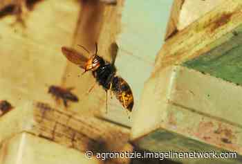 Vespa velutina, primo ritrovamento in provincia di Pisa - Agronotizie