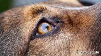 Polizei befreit 22 Hunde aus vermüllter Wohnung bei Celle - RTL Online