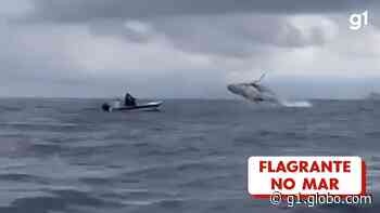 VÍDEO: baleia jubarte é flagrada saltando no mar de Paraty: 'quase pulou dentro do meu barco', diz pescador - Globo