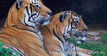 Number of tigers surges in Nepal - Western Advocate