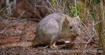 More bettongs released into SA wilds - Western Advocate