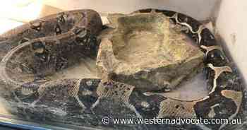 Boa constrictor squeezes Vic man's funds - Western Advocate