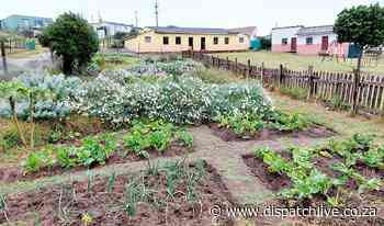 Gogos get going in Bathurst township gardening project - DispatchLIVE