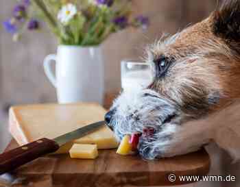 Dürfen Hunde Käse essen? Diese 3 Käsesorten können tödlich sein - wmn