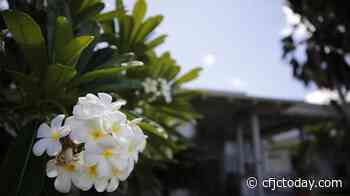 Defense contractor held without bail in ID theft mystery - CFJC Today Kamloops