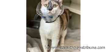 Pets of the week: Bethany and Ollie - Duluth News Tribune