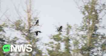 Opnieuw kraanvogelkuiken geboren in Vallei van de Zwarte Beek in Beringen - VRT NWS