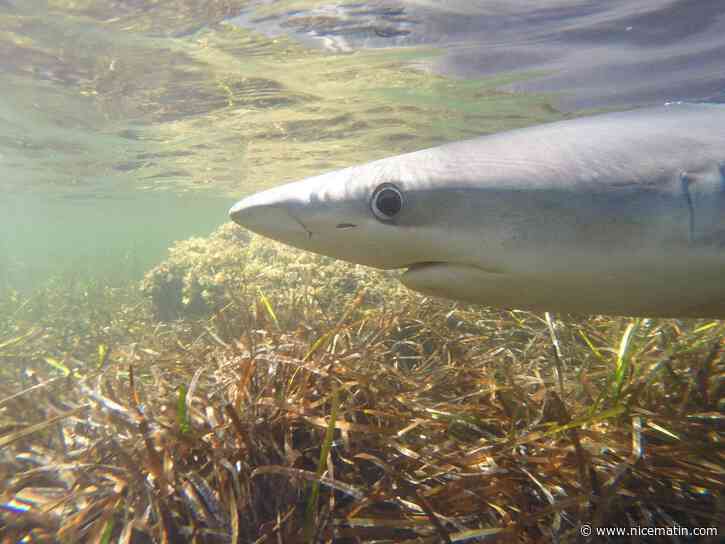 L’état de la femelle requin bleu repéré à Hyères se dégrade