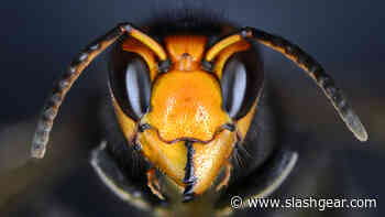 How Drones Could Be The Key To Eradicating Murder Hornets