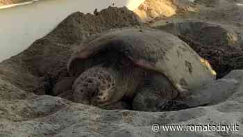 Tartaruga Caretta depone 73 uova all'ombra del pattino