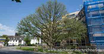 An der Hohenstaufenallee in Aachen: Stattlicher Baum bietet ein Bild des Jammers - Aachener Nachrichten