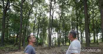 Baumfällungen auf dem Bännjerrück - Kaiserslautern - DIE RHEINPFALZ - Rheinpfalz.de