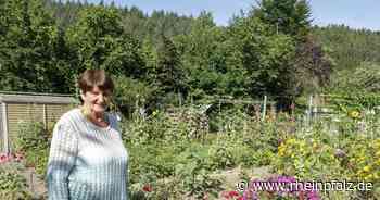 Die Stockrosen im Garten von Lilo Neumann wachsen wie Unkraut - Kaiserslautern - Rheinpfalz.de