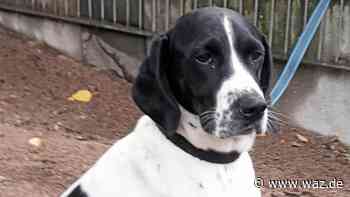 Wegen Umzug: Hündin wartet in Witten auf ein neues Zuhause - WAZ News