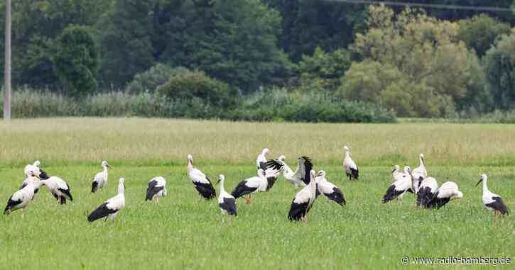 Störche sammeln sich in Wässerwiesen an der Rednitz