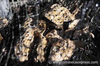 DFO closes Kitimat and Prince Rupert waters to shellfish harvest - Omineca Express