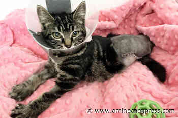 BC SPCA seeks help for amputee kitten in Williams Lake - Omineca Express