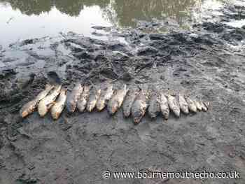 BCP Council responds after carp are found dead in Upton Park - Bournemouth Echo