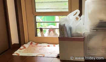 58 people have been attacked by wild monkeys in Japanese city