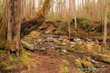 Girl dies in Smoky Mountains when tree falls on tent