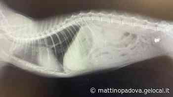 Un altro gatto finisce impallinato a Vigonza, quarto caso in pochi giorni - Il Mattino di Padova