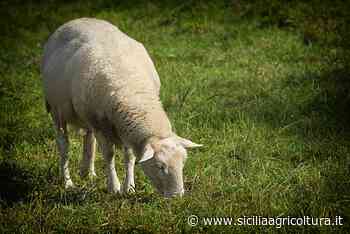 Lana, le norme frenano l'utilizzo come risorsa - Sicilia Agricoltura