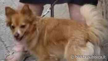 Brindisi, dopo l'incidente mortale appello degli animalisti a ritrovare la cagnolina Susy: "Sarebbe di confor… - La Repubblica
