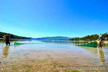 Study dives into microplastic movement in Vancouver Island marine food webs - Maple Ridge News