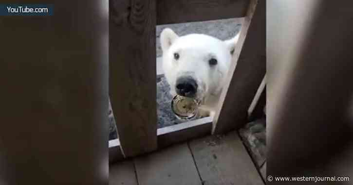 Video: Injured and Starving Polar Bear Cub Turns to Humans for Help After Getting Tongue Stuck in Tin Can