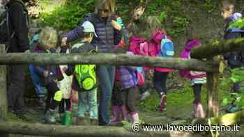 La giunta di Merano boccia la scuola d'infanzia nel bosco, ma promuove un semaforo che non voleva - La Voce di Bolzano