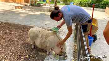 So hilft der Tiergarten Ulm seinen Tieren gegen die Hitze - SWR Aktuell