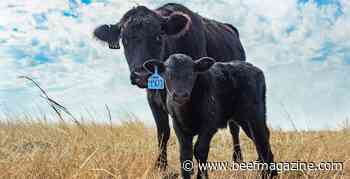 Scott introduces bill to help small cattle producers