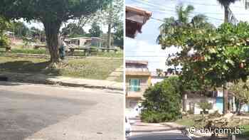 Árvores são derrubadas e moradores se revoltam em Ananindeua - DOL - Diário Online