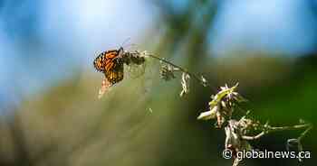 Pollinator gardens: How Hamilton residents can help monarch butterflies