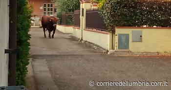 Marsciano, toro fugge dal mattatoio: preso dopo due ore - Corriere dell'Umbria