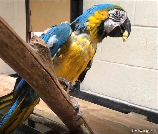 Macaw stolen from Alamogordo Zoo found dead