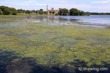 Heat waves causing ripples in lake ecosystem, expert says - The Kingston Whig-Standard