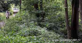 Verzet tegen 'massale' bomenkap in Groesbeeks bos - De Gelderlander