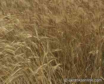 Horner says Ottawa does not understand the impact of the fertilizer emission reduction target - OkotoksOnline.com