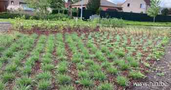 'Adoptieouders' voor plantenperkjes gezocht | Nazareth | hln.be - Het Laatste Nieuws