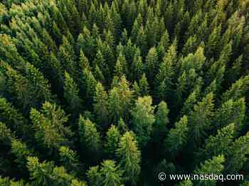 How Renewable Forests Could Solve A Major Electric Vehicle Problem - Nasdaq