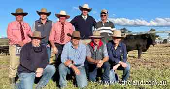 Knowla Livestock sells top Angus bull for $190,000 to Sprys and Cottage Creek studs - The Land Newspaper