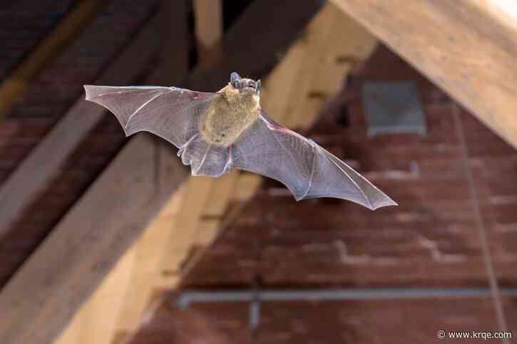 Second bat tests positive for rabies in La Plata County