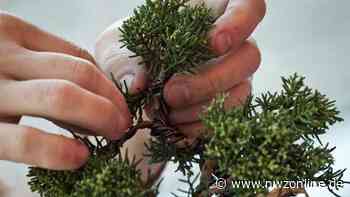 Diebstahl in Bunde: Bonsai aus Garten geklaut - Nordwest-Zeitung