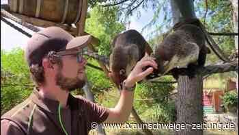 Zu Besuch im Zoo Braunschweig - Braunschweiger Zeitung
